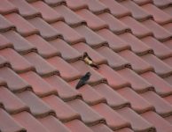 Izolace plochých střech: Víte, jak na ni?
