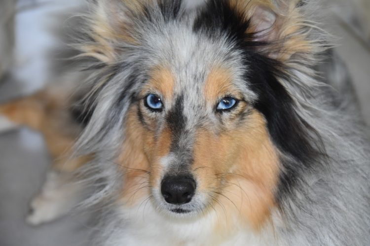 Dog Bitch Shetland Sheepdog 