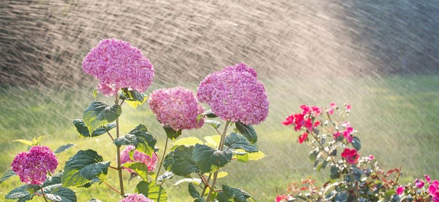 Hydrangeas Watering Sprinkling  - JillWellington / Pixabay