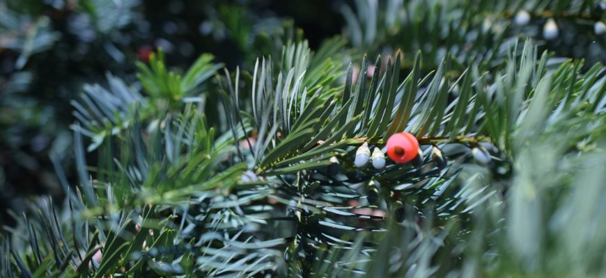 Taxus Baccata Evergreen Green  - Jasminka / Pixabay