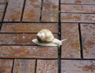 Rain Wet Water Terrace Snail  - jhenning / Pixabay