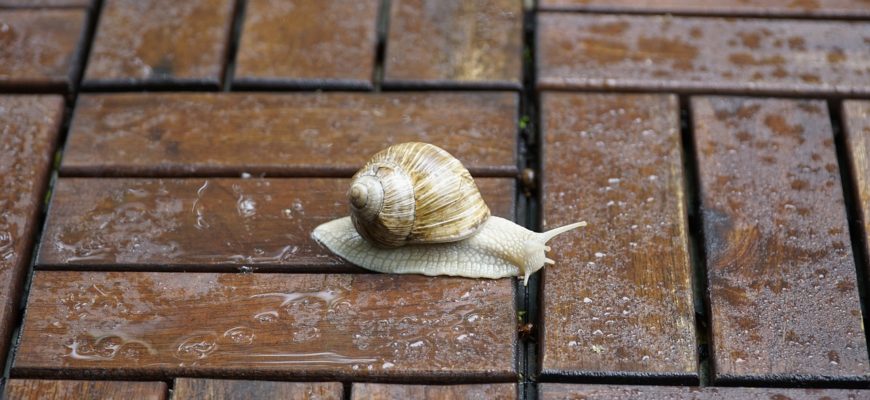 Rain Wet Water Terrace Snail  - jhenning / Pixabay