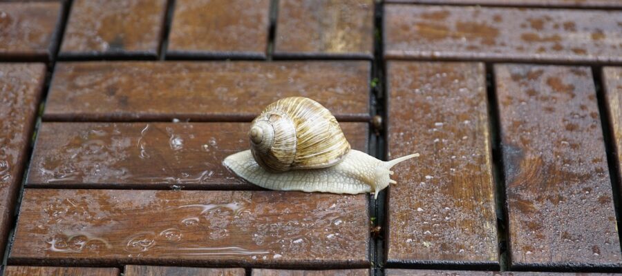 Rain Wet Water Terrace Snail  - jhenning / Pixabay