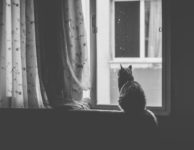 Cat Pet Window Black And White  - kucukgulberkan / Pixabay
