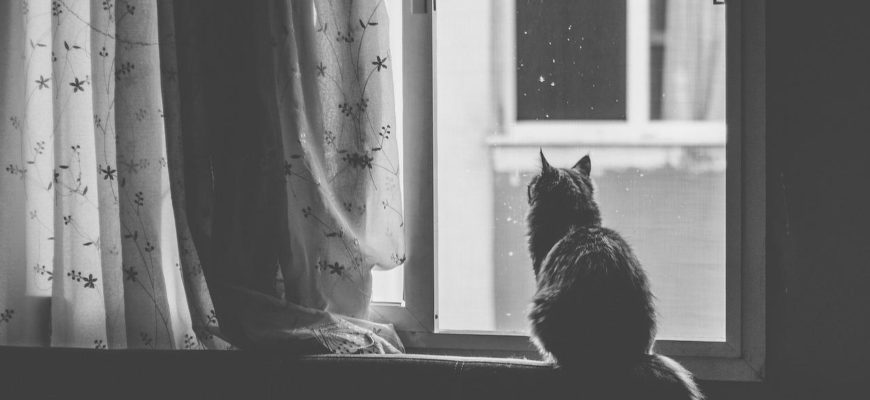 Cat Pet Window Black And White  - kucukgulberkan / Pixabay