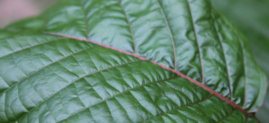 File:Green Kratom Leaf.jpg