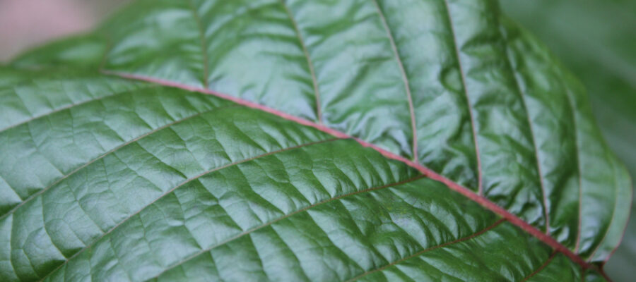 File:Green Kratom Leaf.jpg