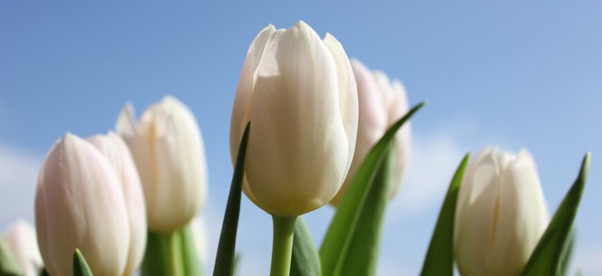 tulips, flower, flower background